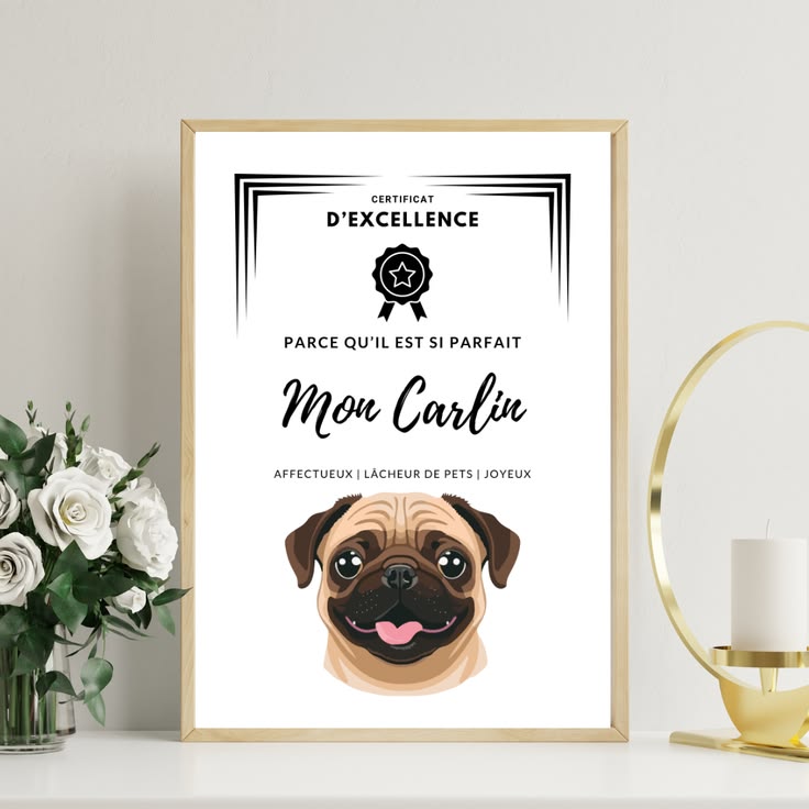 Certificat d'excellence Carlin à imprimer - Molosses Addict